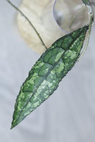 Hoya Clemensiorum Splash