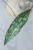 Hoya Clemensiorum Splash