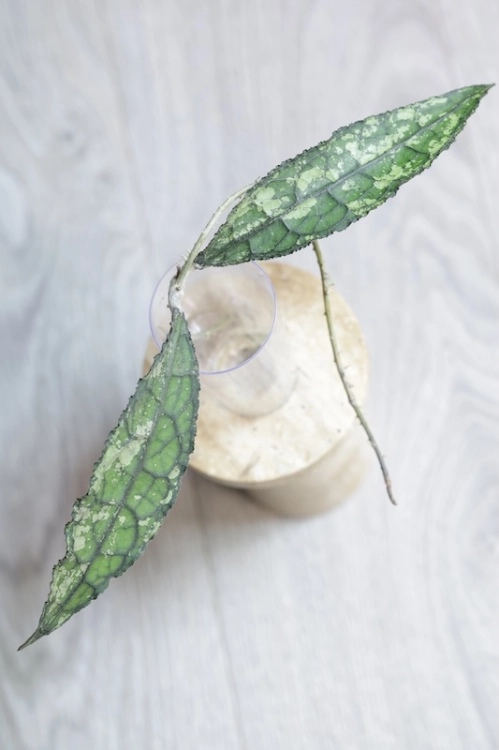 Hoya Clemensiorum Splash