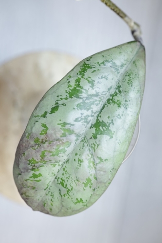 Hoya Lorelai (EPC196 mutation)