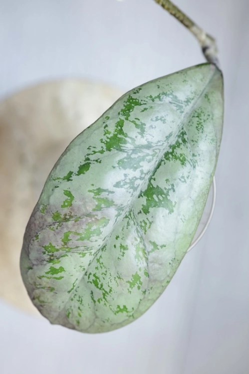 Hoya Lorelai (EPC196 mutation)