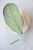 Hoya Lorelai (EPC196 mutation)