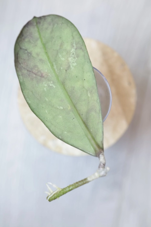 Hoya Lorelai (EPC196 mutation)