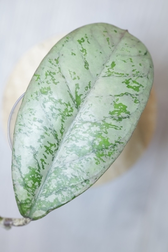 Hoya Lorelai (EPC196 mutation)