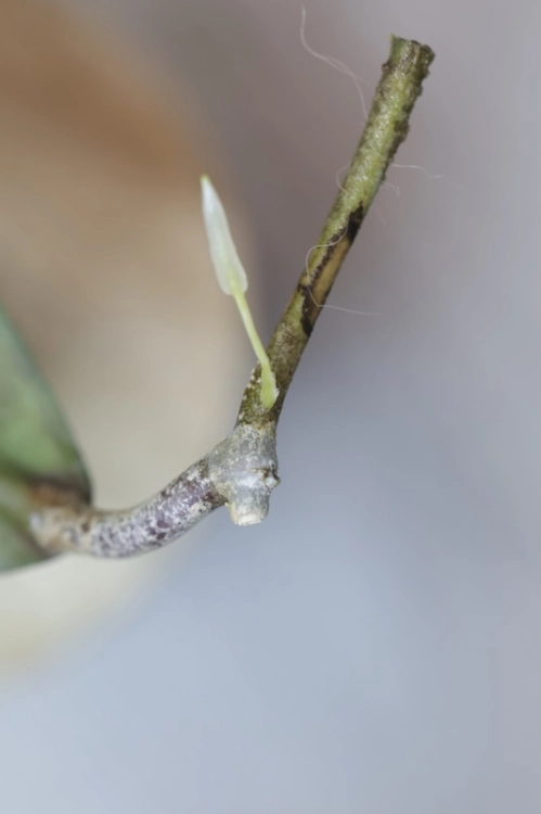 Hoya Lorelai (EPC196 mutation)