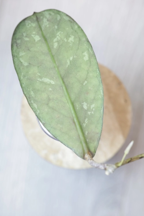 Hoya Lorelai (EPC196 mutation)