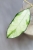Hoya Crassipetiolata Variegated