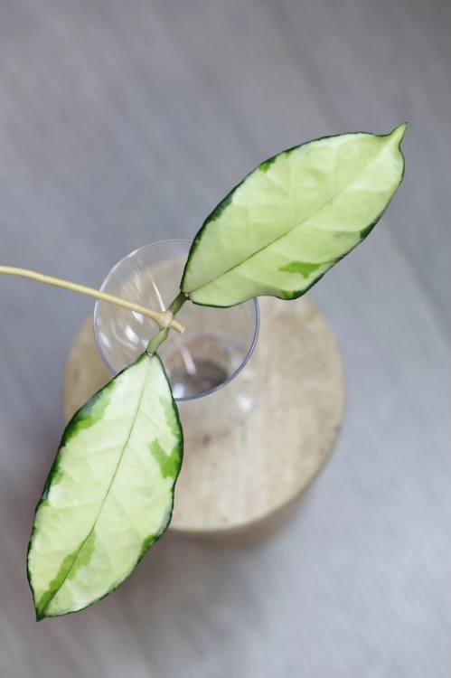 Hoya Crassipetiolata Variegated