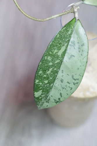 Hoya Blizzard