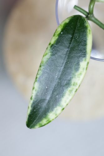 Hoya Lyi Prism Albomarginata
