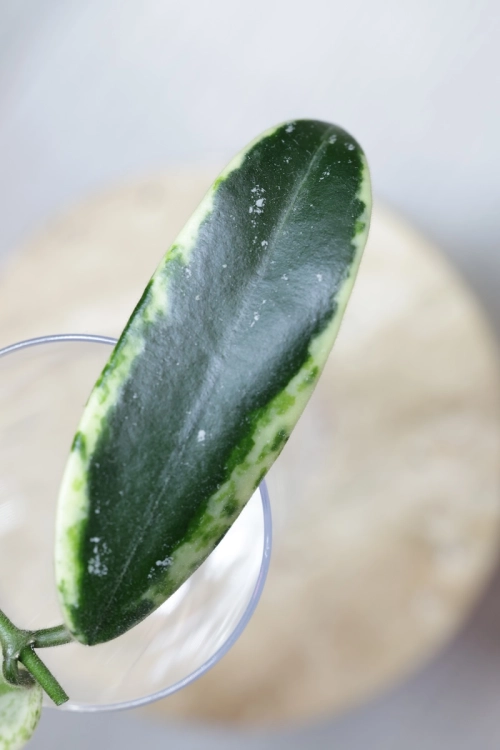 Hoya Lyi Prism Albomarginata