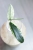 Hoya Lyi Prism Albomarginata