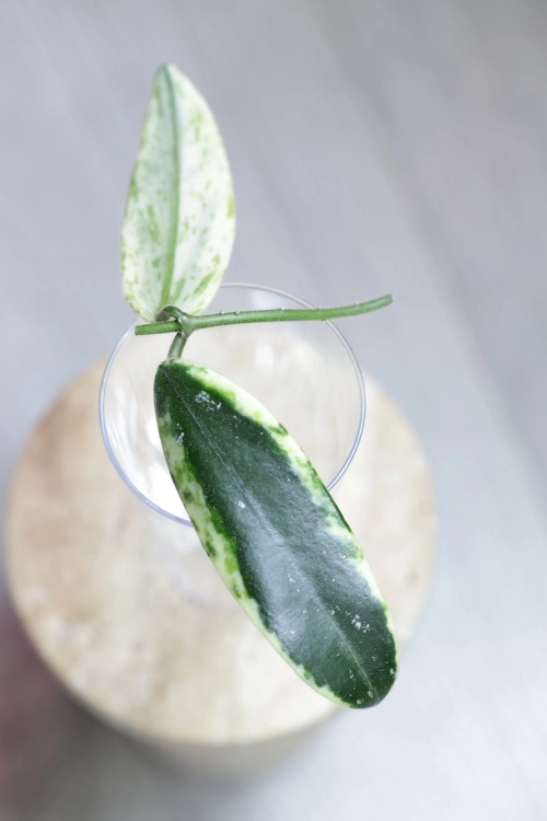 Hoya Lyi Prism Albomarginata