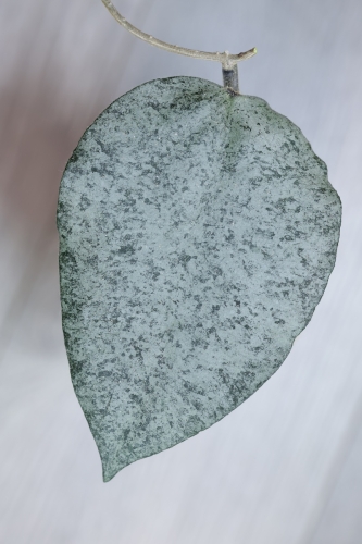 Hoya Caudata Argene