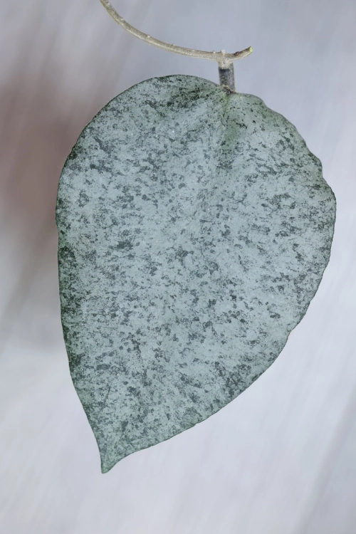 Hoya Caudata Argene
