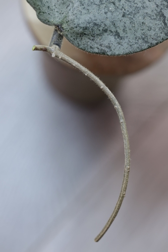 Hoya Caudata Argene