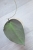 Hoya Caudata Argene