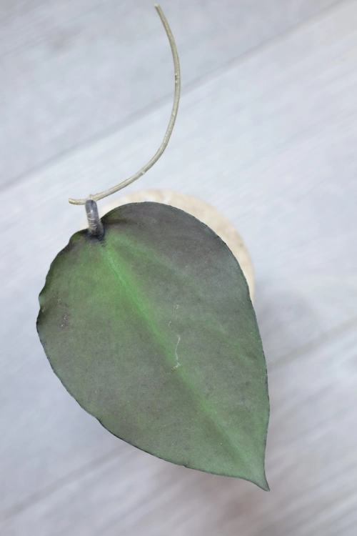 Hoya Caudata Argene