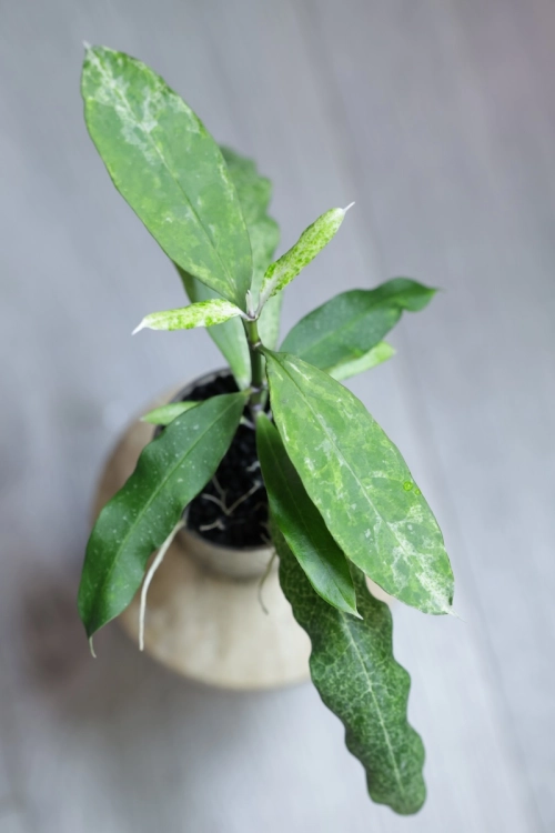 Hoya Multiflora Lima