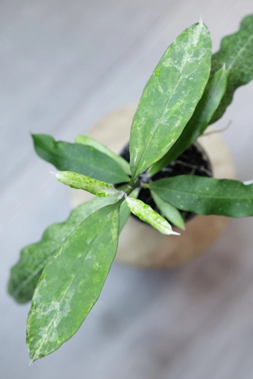 Hoya Multiflora Lima