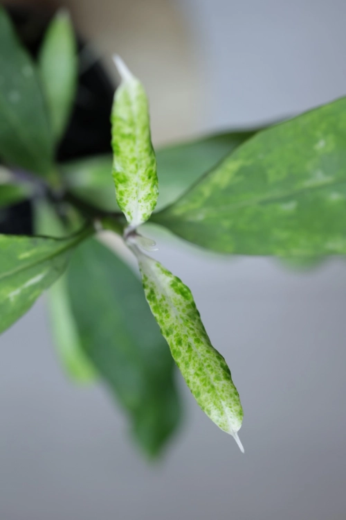 Hoya Multiflora Lima