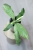 Hoya Multiflora Lima