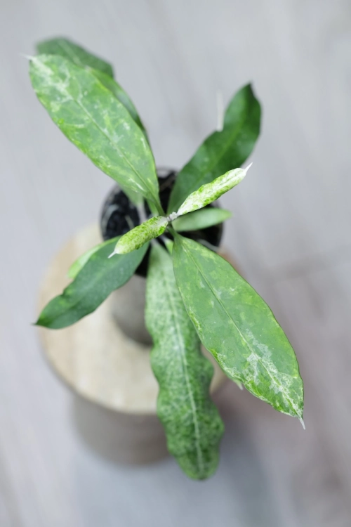 Hoya Multiflora Lima