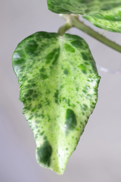 Hoya Candy