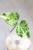 Hoya Candy