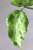 Hoya Candy