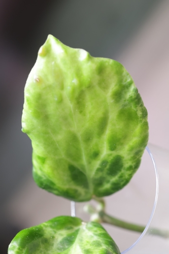 Hoya Candy