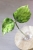 Hoya Candy