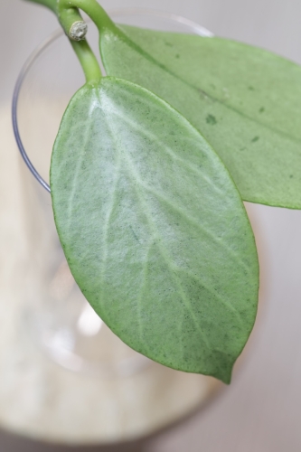 Hoya Obscura Cryptic Chrome