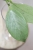 Hoya Obscura Cryptic Chrome