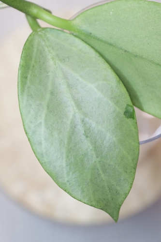 Hoya Obscura Cryptic Chrome