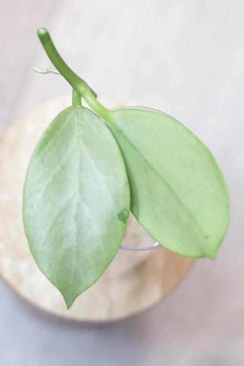 Hoya Obscura Cryptic Chrome