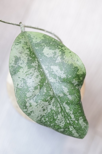 Hoya sp. Kalbar Silver