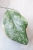 Hoya sp. Kalbar Silver