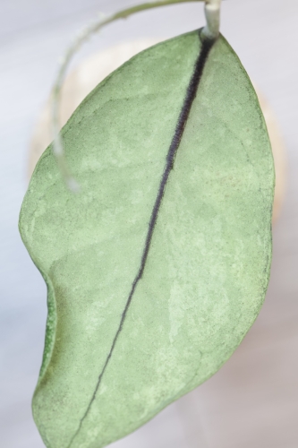 Hoya sp. Kalbar Silver