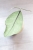 Hoya sp. Kalbar Silver