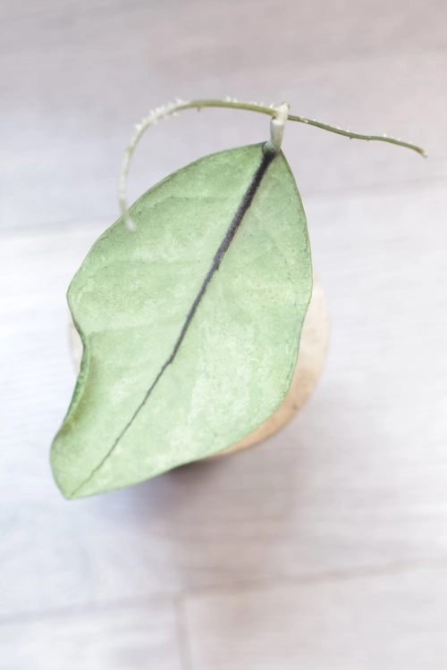 Hoya sp. Kalbar Silver