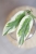 IMG_3453.JPG