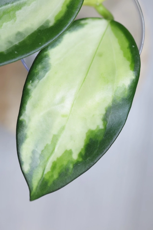 Hoya para inner variegated