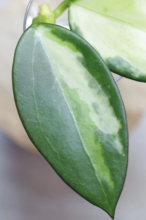 Hoya para inner variegated