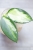 Hoya para inner variegated