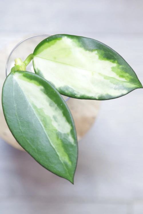 Hoya para inner variegated
