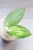 Hoya para inner variegated