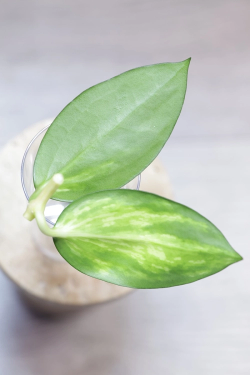 Hoya para inner variegated