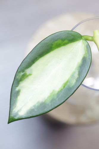 Hoya para inner variegated