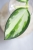 Hoya para inner variegated